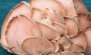 ciuperci-pleurotus