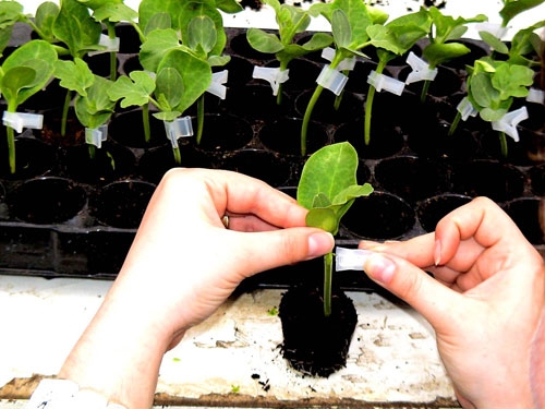 Noi soiuri de plante brevetate la ISTIS