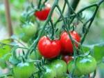 CE relaxează controalele fitosanitare asupra tomatelor marocane