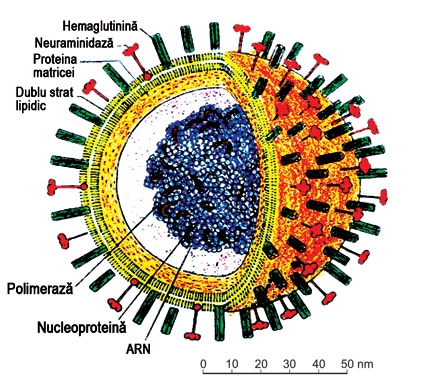 Structura schematică a virusului
