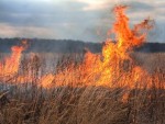 De patru ori mai multe incendii de vegetaţie în 2011