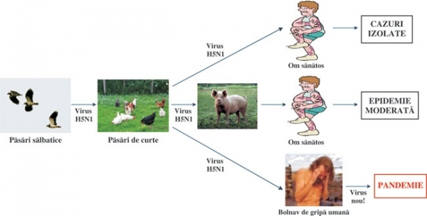 Epidemiologia gripei