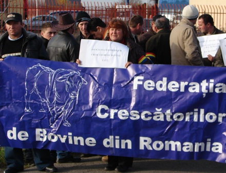 Noua conducere a Federaţiei Crescătorilor de Bovine din România