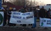 Proteste crescători de bovine