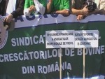 Crescătorii de bovine ameninţă cu pichetarea MADR între 16 şi 18 noiembrie