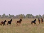 Caii semi-sălbatici din Delta Dunării - un produs turistic