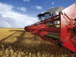 USDA: Se estimează recolte record la grâu şi porumb. Cum evoluează cotaţiile la bursă?