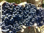 Producţia vitivinicolă a acestui an a fost slab cantitativă, dar calitativă