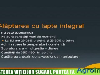 Creşterea viţeilor sugari - alăptarea