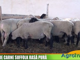 Ovine de carne Suffolk rasa pura