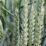 1 wheat amalgerol amalgerol essence 2023 o