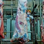 abator carne de vita o 1