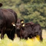 aberdeen angus o