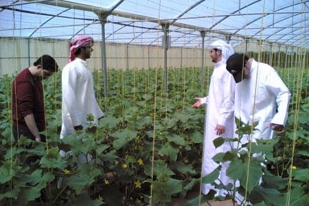 agricultura araba o 1