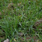agricultura in criza o 1