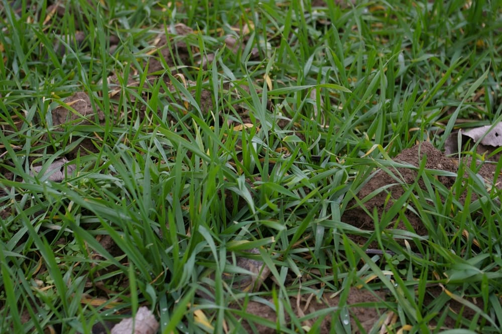 agricultura in criza o 1