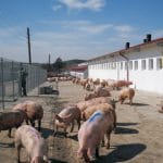 agroinfo porci o 1