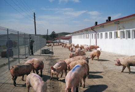 agroinfo porci o 1