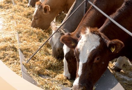 agroinfo seminar asta e p o 1