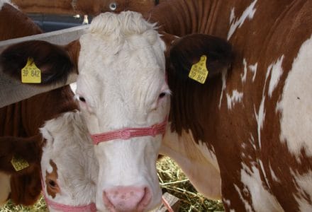agromalim 4 o 1