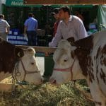 agromalim expozitie animale o 1