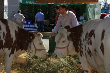 agromalim expozitie animale o 1