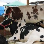 agromalim2012 stand de taurine o 1