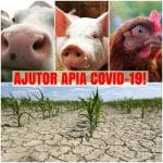 ajutor covid seceta o