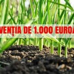 ajutor usturoi o 1