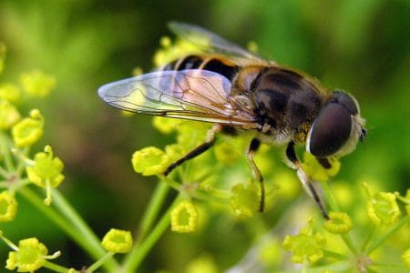 albina o 1