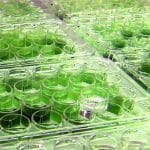 alge biocombustibil o 1