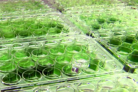 alge biocombustibil o 1