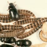 alphitobius diaperinus o