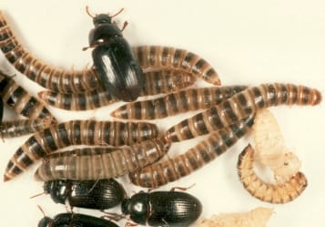 alphitobius diaperinus o