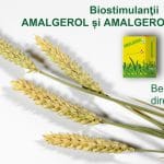 amalgerol essence copy min o