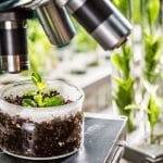 ameliorare genetica plante o