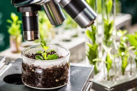 ameliorare genetica plante o