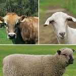 animale din ferme o