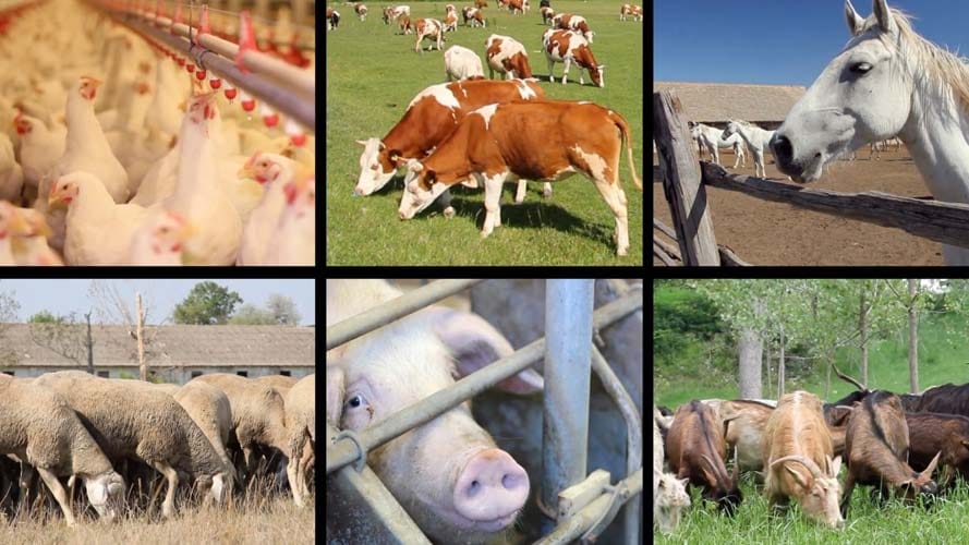 animale ferme o 1