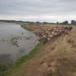animale vrancea o