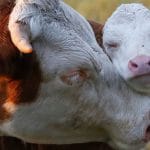 ant bovine o 1