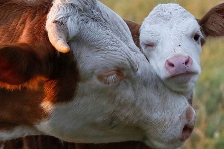 ant bovine o 1