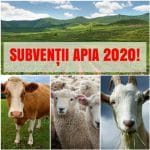 apia 2020 bun o