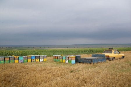 apicultura iulie o 1