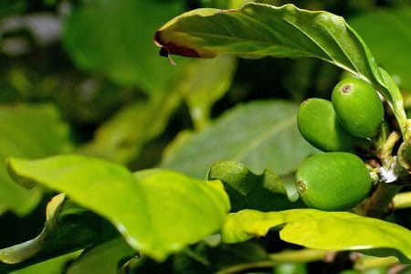 arbore de cafea o 1