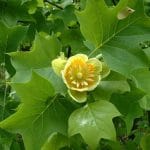 arborele lalea o 1