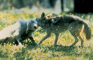 200 de vaci și 400 de oi ucise de animale sălbatice!