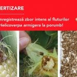 avertizare iulie 2022 zbor helicoverpa armigera la porumb o