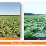 b a grow factor ecofol o