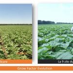 b a grow factor evolution 1 o